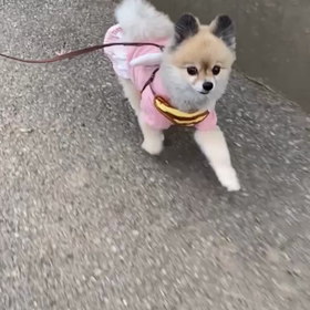 ママvsルル…競争？！の画像