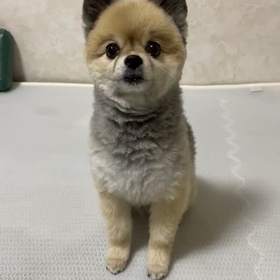 ポメに話しかけてみた♡の画像
