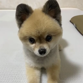 ポメラニアンに話しかけてみた♡(伏せ編)の画像