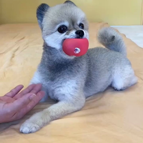 デコボココンビ漫才！飼い主vsポメラニアン♡の画像