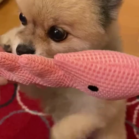 手こずるポメラニアン♡の画像