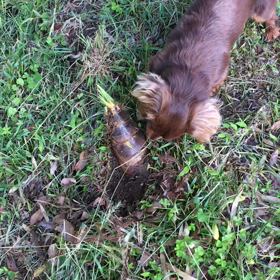 今日は愛犬の日の画像