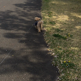 リロさん大きな公園への画像