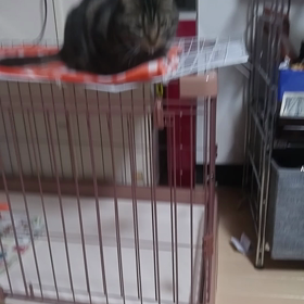 チィと♥遊ぶ2の画像