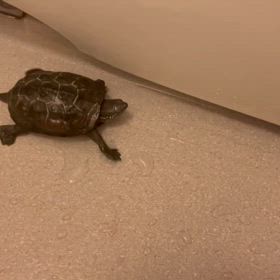 １１年飼ってるカメさんの画像