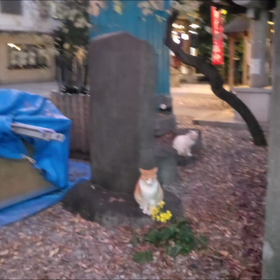 お祭り前夜の招き猫(☆ˇ＿ˇ☆)の画像