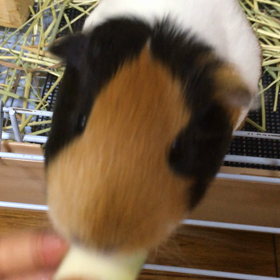 はじめてのおナスの画像