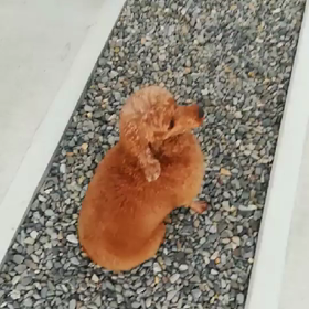 できるよ！やらないだけの画像