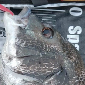 過去のヘチ釣りの動画を！の画像