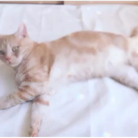 おまけ♡虹のシャワーを浴びるネコ・こあ☆の画像