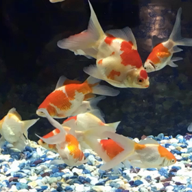 金魚の画像