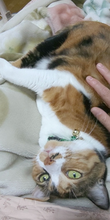 【猫ちゃん】今朝の猫ちゃんず～♪の記事動画