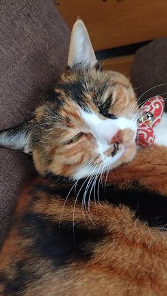 【猫ちゃん】今日のまったり猫ちゃんず〜♪の記事動画
