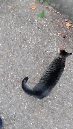 【猫ちゃん】朝散歩で出会う猫ちゃん達②〜♪の記事動画