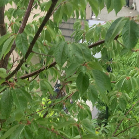 雨　くーちゃんの画像