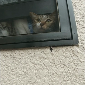 子猫な猫⭐️の画像