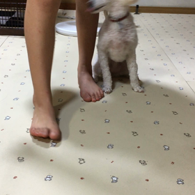 クリームのトリックの画像