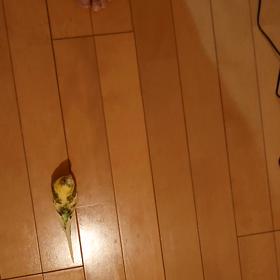 ルイ散歩の画像