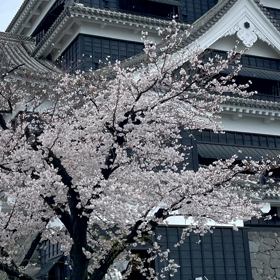 桜動画の画像