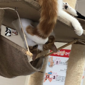 天然おむぎちゃんの画像