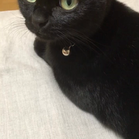 ウチの猫が鳴いてるだけの動画の画像