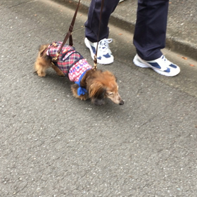 Mackさんのハーネスの画像
