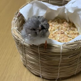 ペンギン錦華鳥のぶぶちゃん(仮)の画像