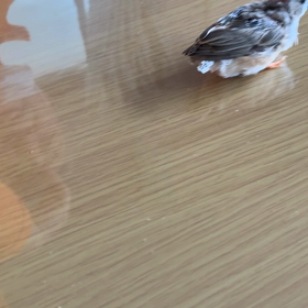 ペンギン錦華鳥の雛ちゃんの画像