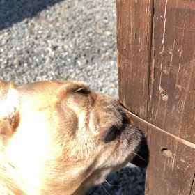 はがゆいの画像
