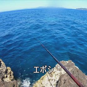 エボシの画像