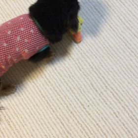 前夜祭*\(^o^)/*の画像