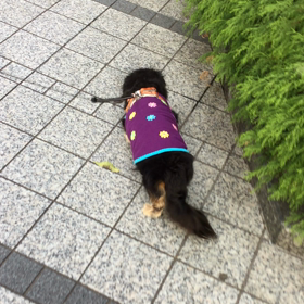 お散歩〜の画像