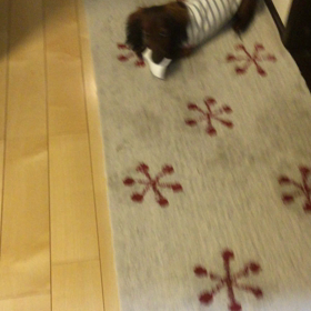 禁断のアレ(≧∇≦)の画像