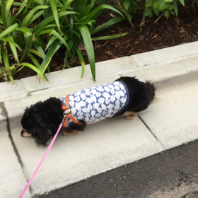 発つ犬後を濁さずの画像