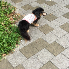 高温多湿  な 朝んぽの画像
