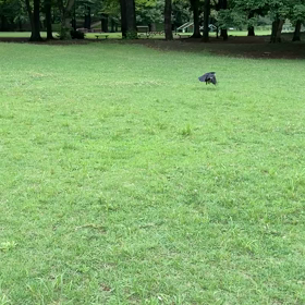 野生の証明の画像