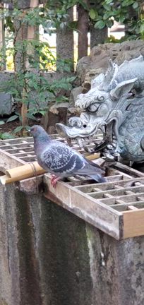 【満月】厳嶋神社(抜弁天)から神楽坂へ歩く　ちこさんポッの記事動画