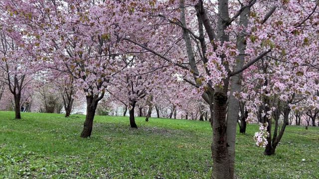 母の日と桜の記事動画