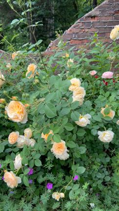 薔薇が咲いたのでの記事動画