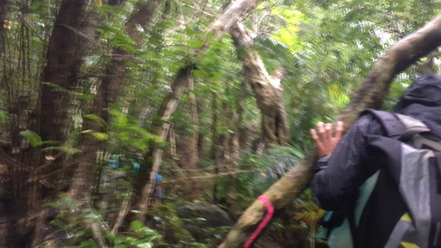 ジャングル探検！の記事動画
