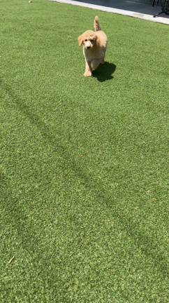 スタンダードプードルクリーム女の子の記事動画