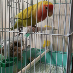 我が家のコザクラインコのレモン✨の画像