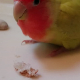 コザクラインコのレモンちゃんの画像