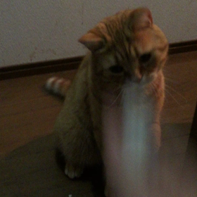 キャッチ！の画像