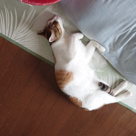 やってきました。の画像