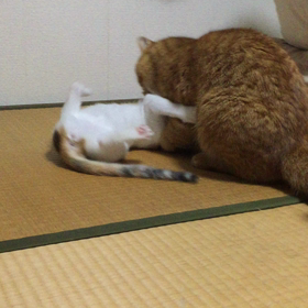 夜になるとの画像