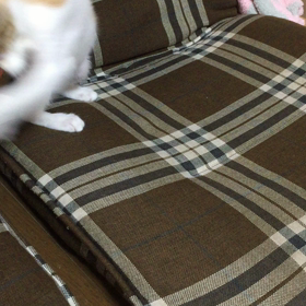 猫じゃらしとはの画像