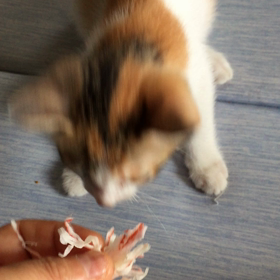 食い意地が張ってます。の画像