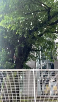 ✨雨上がりのお宝時間✨の記事動画