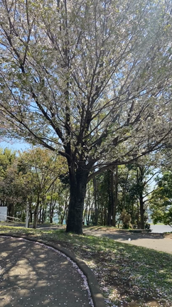 ✨全力であそぶ✨の記事動画
